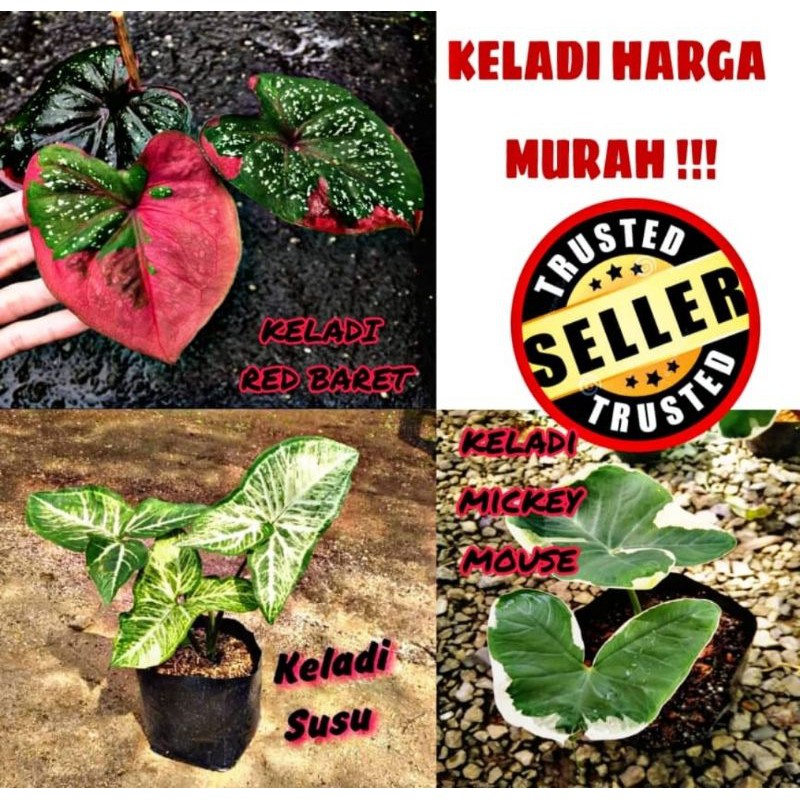 Keladi Prices And Promotions May 2021 Shopee Malaysia