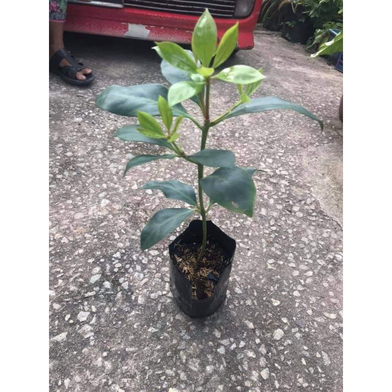 Pokok Bunga Lawang Pm Sebelum Order Ye Shopee Malaysia