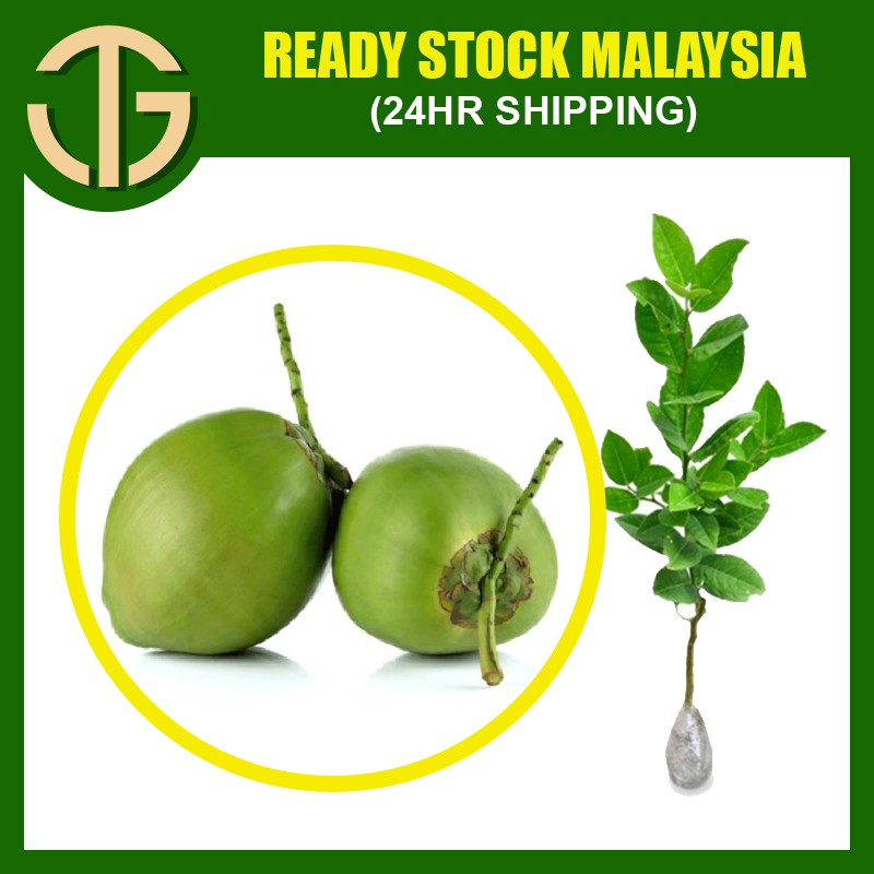 【Anak Pokok】Kelapa Pandan Wangi Hybrid /Pandan Coconut /泰矮种香椰幼苗