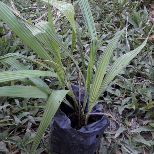 Anak Pokok Dayak Onion Dengan Akar ( Eleutherine Palmifolia ) Shopee