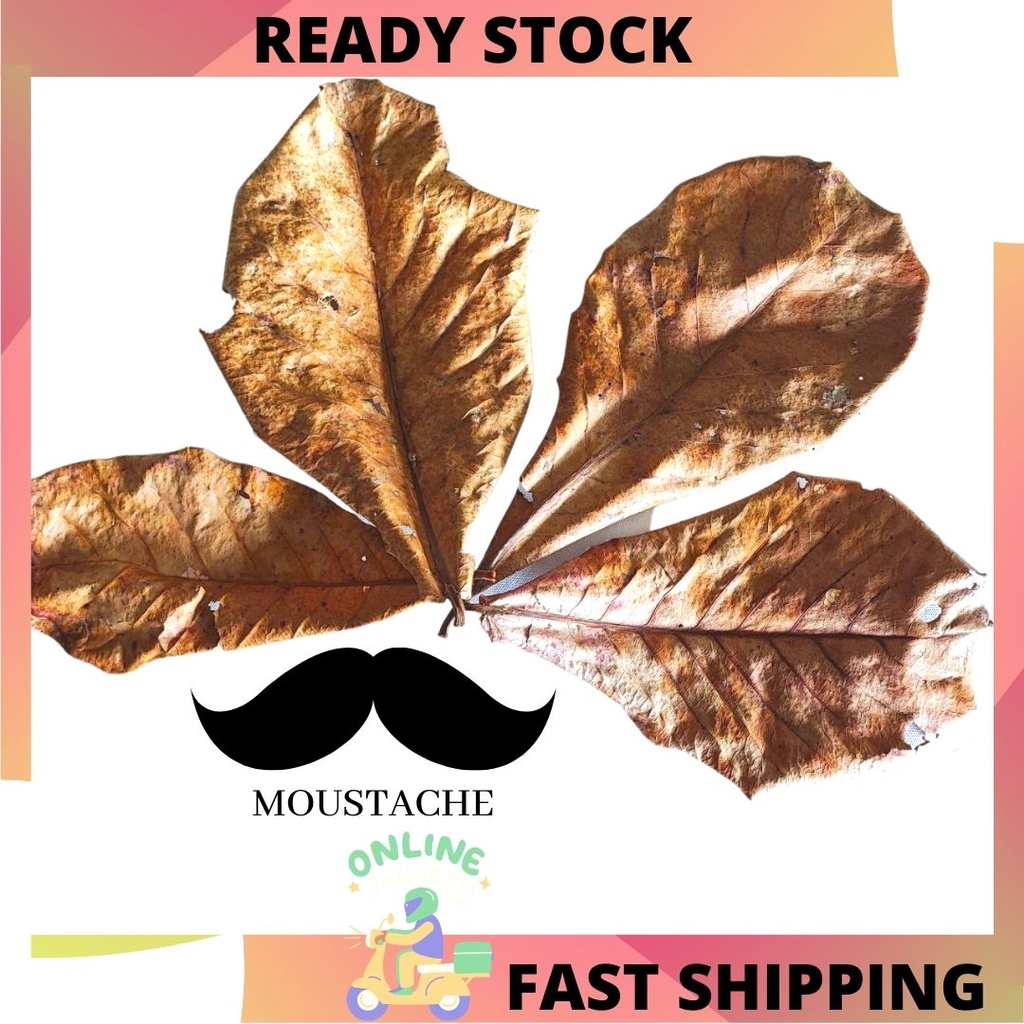 Buy 1 Helai Daun Ketapang Laut Murah Sangat Original Daun Untuk Ikan Laga Betta Daun Ketapang Laut 100 Seetracker Malaysia