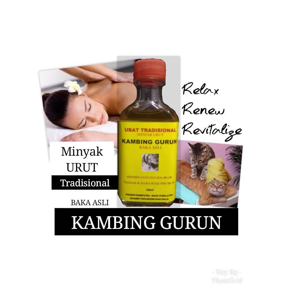 khasiat minyak kambing gurun