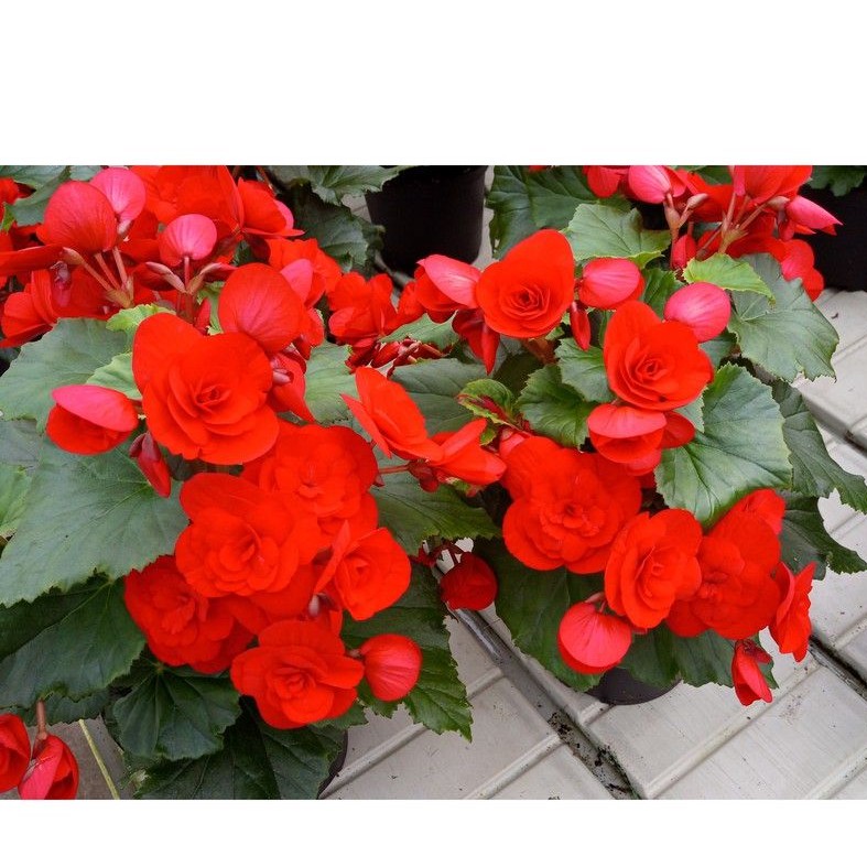 Anak Pokok Bunga Begonia Merah Sudah Berbunga Red Begonia Live Pot Plants  Pokok Bunga Hiasan Fresh Flowers Pokok Hidup | Shopee Malaysia