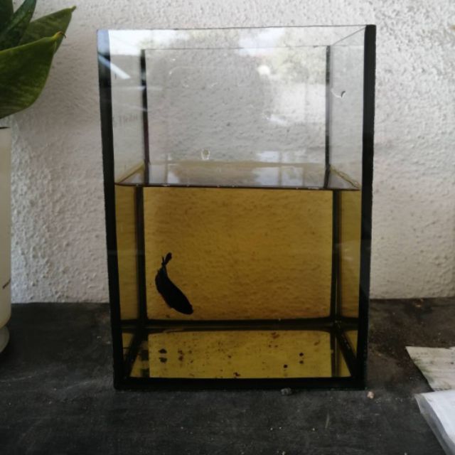 Mini Tank Betta Aquarium kaca  betta Shopee Malaysia