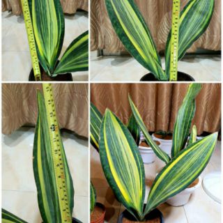 Sansevieria Whale Fin Variegated ( 4 | Big Size) | Shopee ...