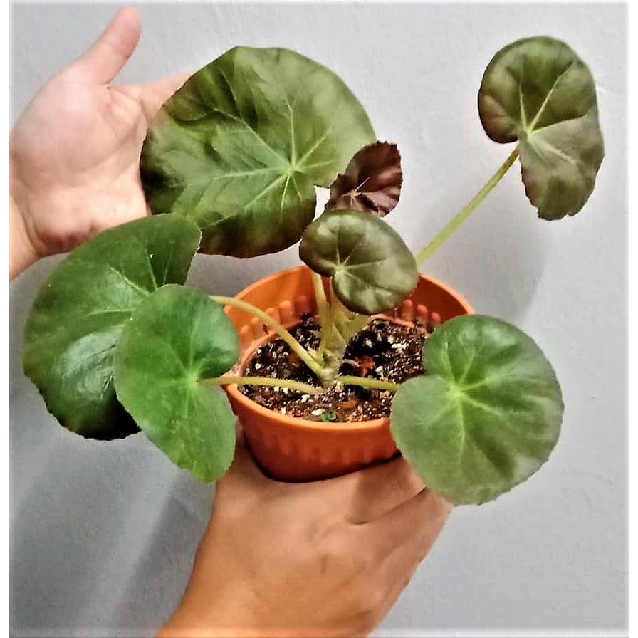 Begonia Beefsteak/Begonia Erythrophylla/pokok asam batu | Shopee Malaysia