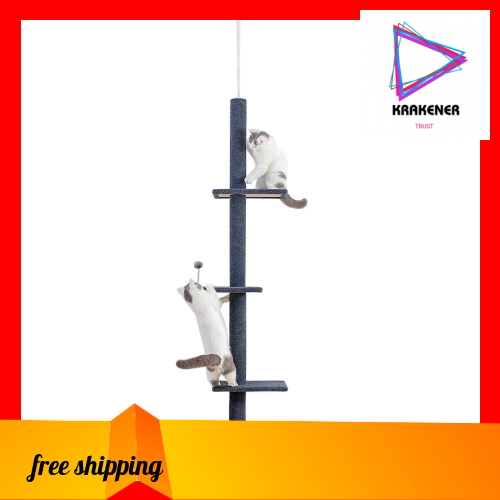 cat play house action