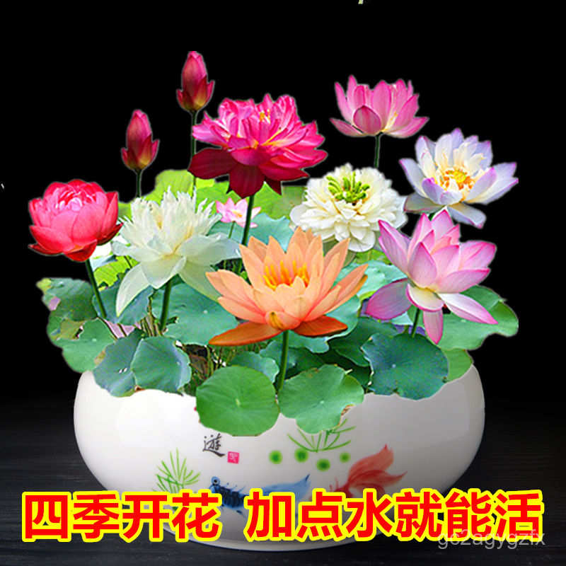 Lotus Seed Bowl Lotus Hydroponic Plants 四季水生睡莲花种籽水培植物荷花盆栽室内花种子 Shopee Malaysia