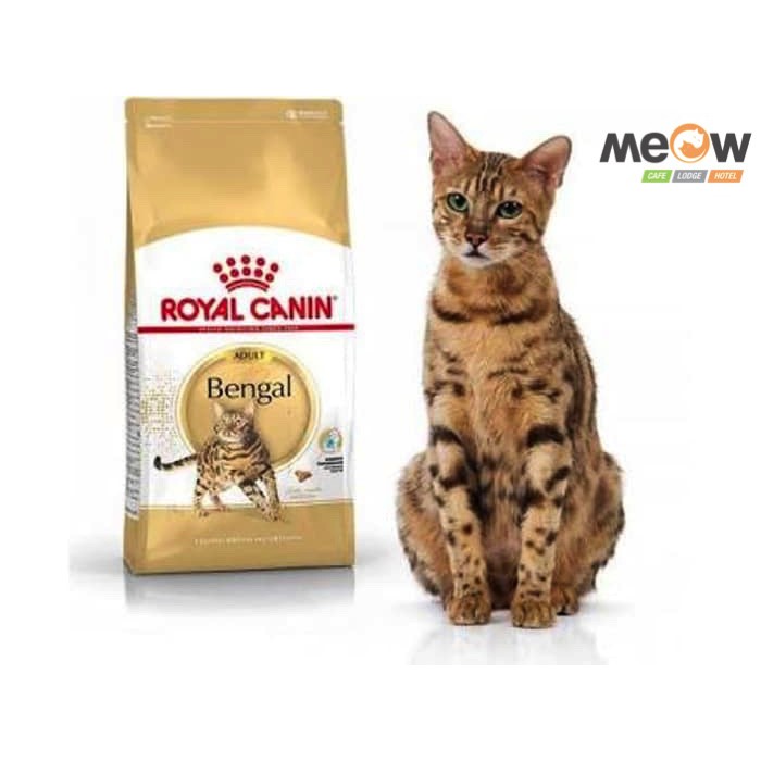 royal canin bengal kitten food
