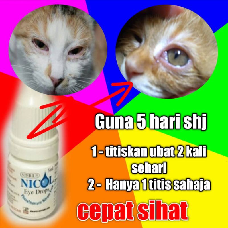 Ubat Mata untuk kucing sakit mata (nicol)  Shopee Malaysia