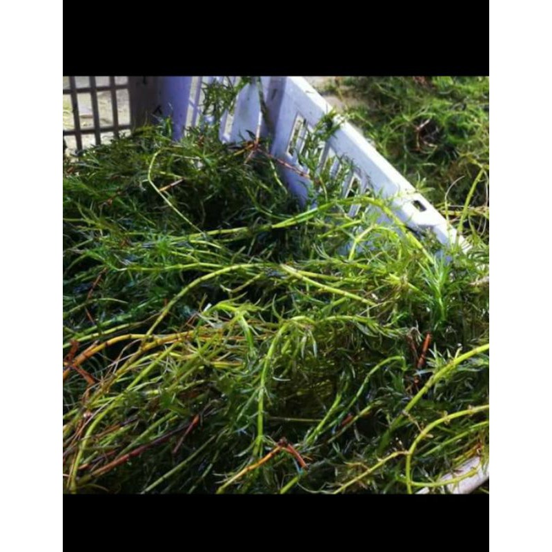 CLEAR STOCK*!! Rumpai Hydrilla/ Rumpai Ekor Kucing  Shopee Malaysia