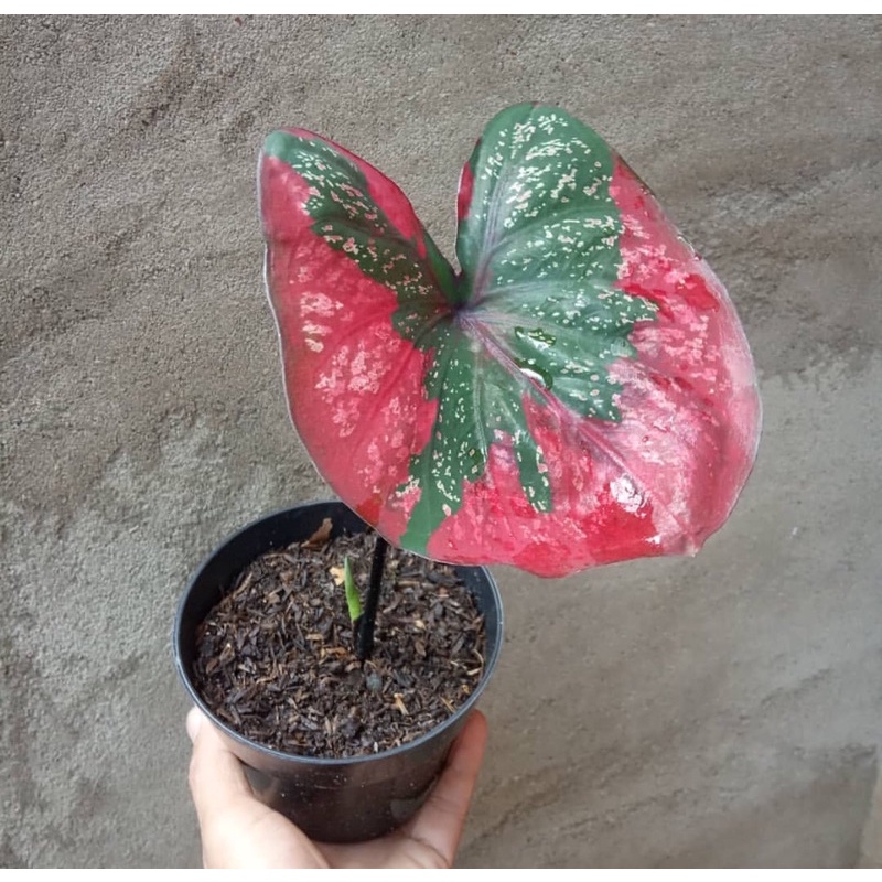 Buy 🌿🌿red baret thai caladium🌿🌿  SeeTracker Malaysia