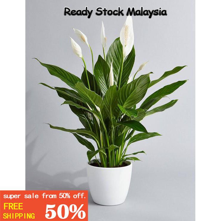 Indoor Plant Spathiphyllum Peace Lily Series 白鹤芋系列 Shopee Malaysia