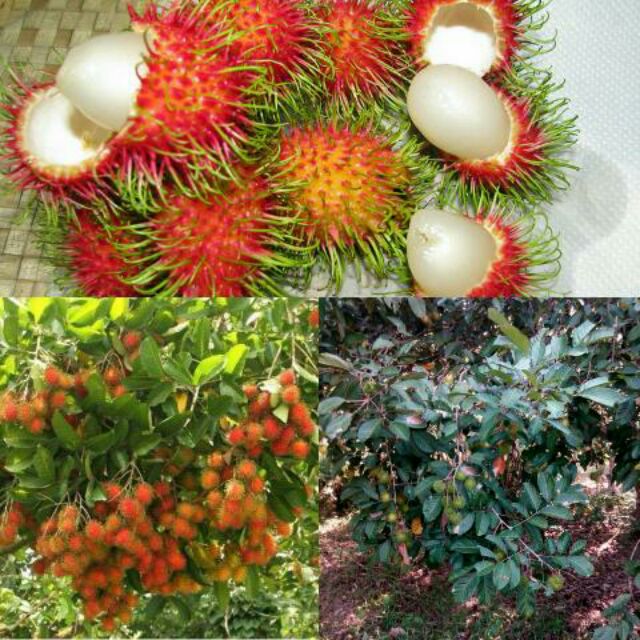 anak pokok rambutan kawin anak sekolah | Shopee Malaysia