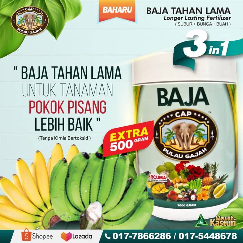 Hot Item Baja Cap Pulau Gajah Pokok Pisang Besar Beratkan Buah Pisang Shopee Malaysia