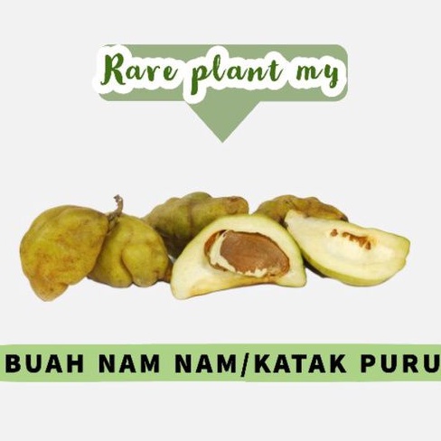 Buah Nam Nam Katak Puru Berkhasiat Shopee Malaysia
