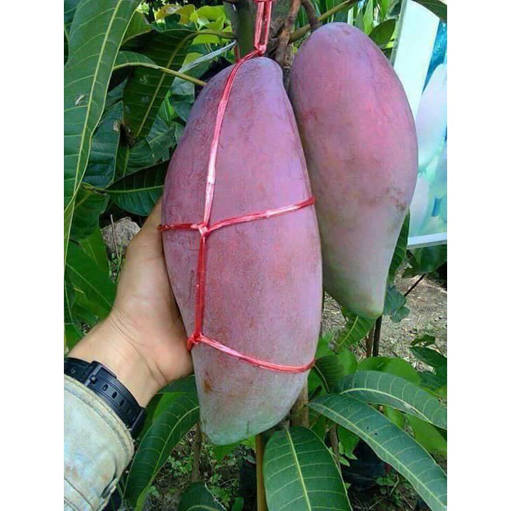Buy Pokok Mangga Gajah merah hybrid | SeeTracker Malaysia