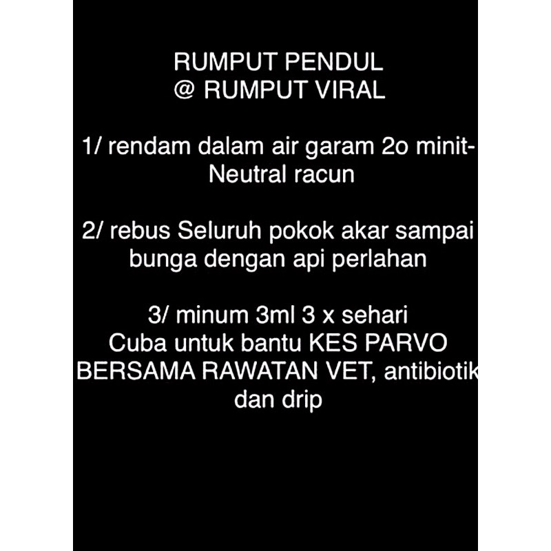 Buy Parvo / Porvo Kucing /RUMPUT PENDUL HERBA / rumput kucing 