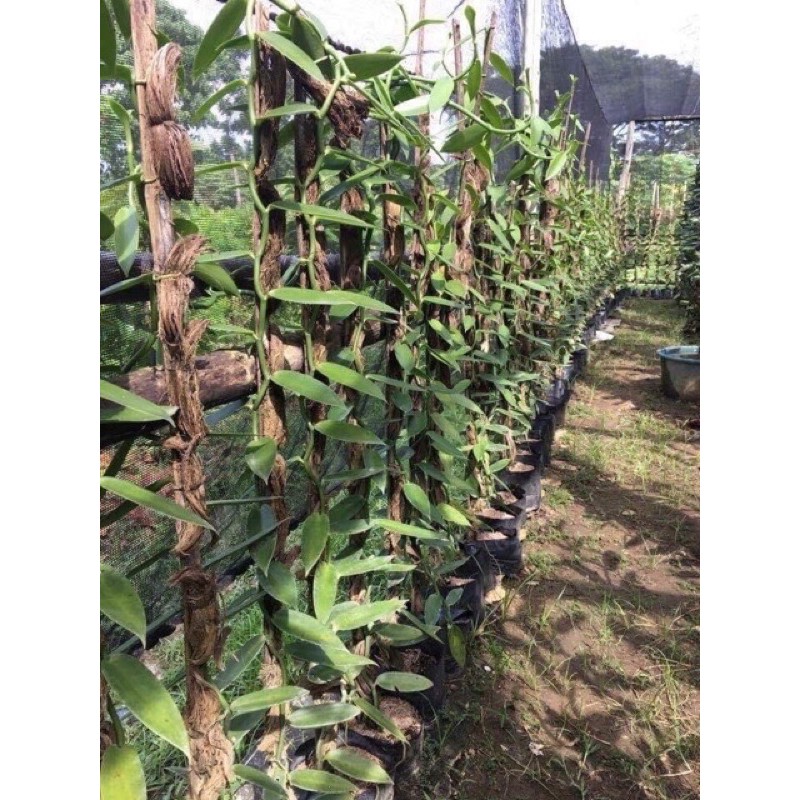 Pokok Vanilla Cutting Vanilla Pokok Vanilla Matang Beli 5 Percuma 1 Shopee Malaysia