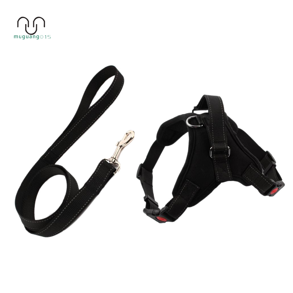 dog harness and leash