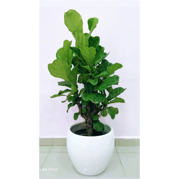 Ficus Lyrata Bonsai (Multi & Big Stem) | Shopee Malaysia