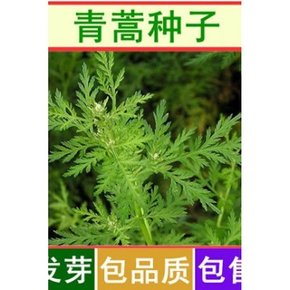 Artemisia Annua Seeds Artemisia Annua Seeds Artemisia Annua青蒿种子白蒿黄花蒿种子青蒿种籽草蒿 廪蒿茵陈蒿邪蒿香蒿种子r57h9zkw2l Shopee Malaysia
