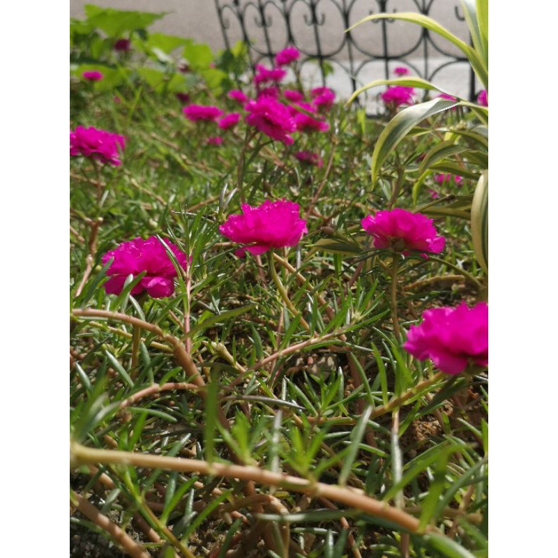 Bunga Ros Jepun Jenis Carnation Pokok Bunga Pukul 10 Pagi Japanese Rose 1 Keratan Shopee Malaysia