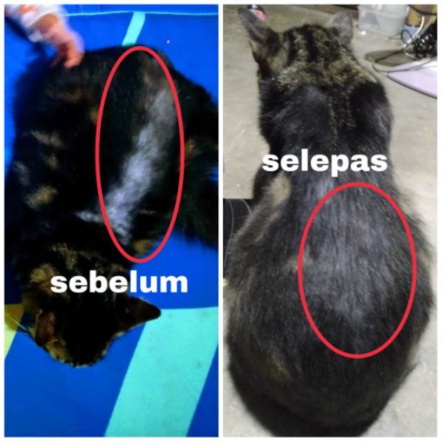 Campuran Makan Kucing Berkhasiat Untuk Kucing Sakit Kencing Berak