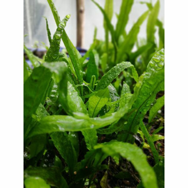 Microsorum Pteropus 'Java Fern'(Aquarium plants/Aquatic plants/emersed ...
