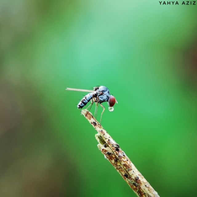nikon l810 macro lens