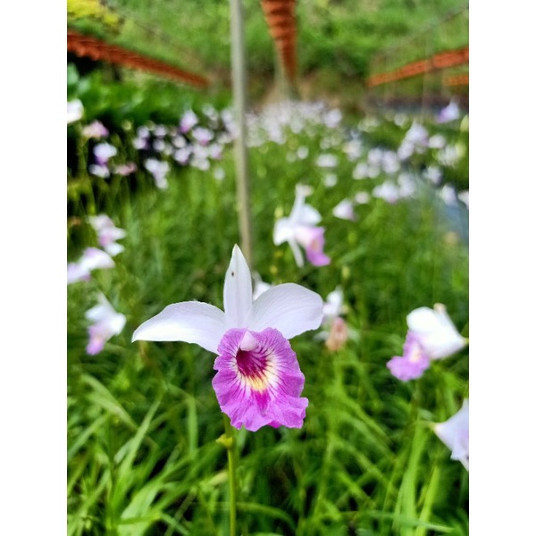 [Paling Horticulture Sdn Bhd] Bamboo Orchid | Sugar Cane Orchid | Real Live Flowering Plant | Full Sun