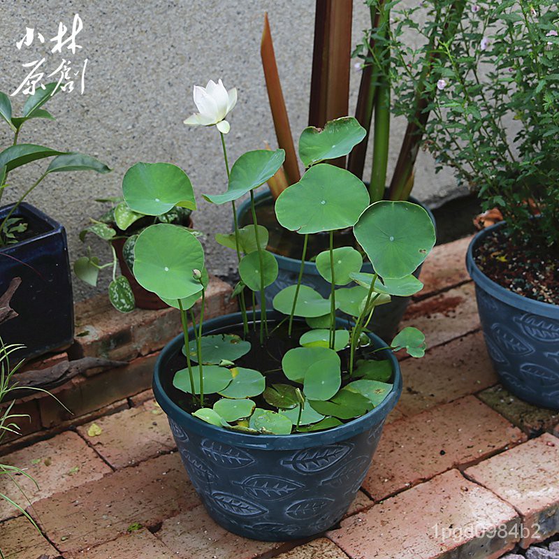 Flower Pot Lotus Basin 无孔塑料美式叶纹睡莲盆水生水培沼泽缸迷你池塘观背鳉鱼金鱼冷0