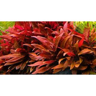 Aqua Plant Alternanthera Reineckii Mini Shopee Malaysia