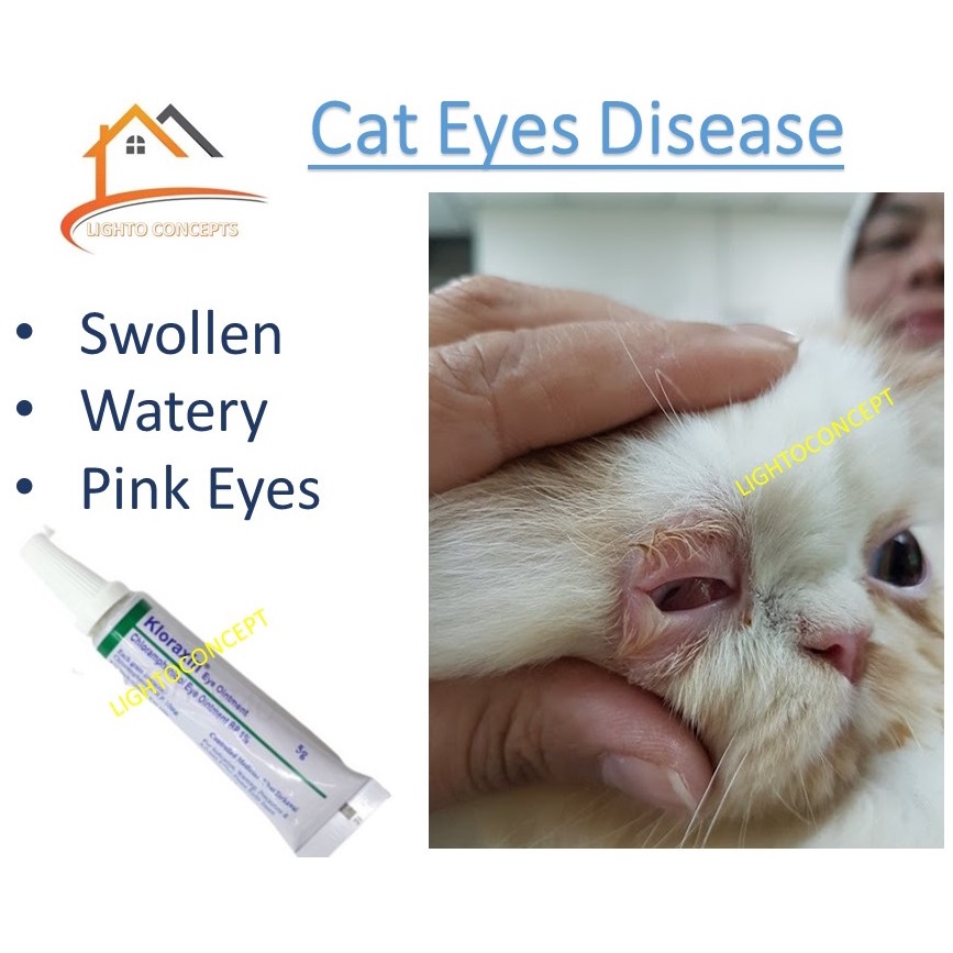 Pet Eyes Antiseptic Cream Ubat Mata Kucing Eyes Ointment Vet Recommend Shopee Malaysia