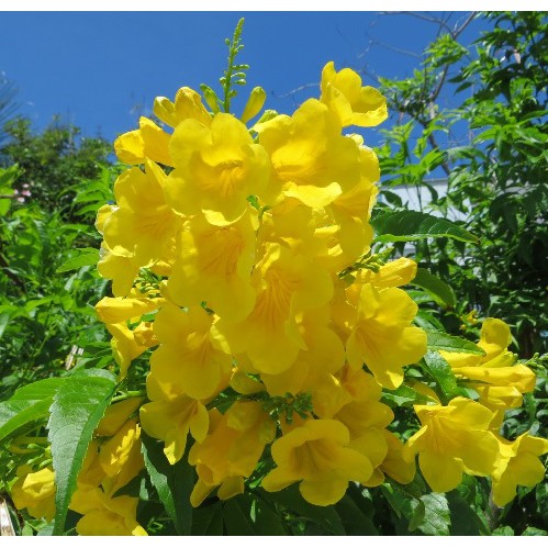 Anak Pokok Yellow Elder/Yellow Trumpetbush/Tecoma Stans | Shopee Malaysia