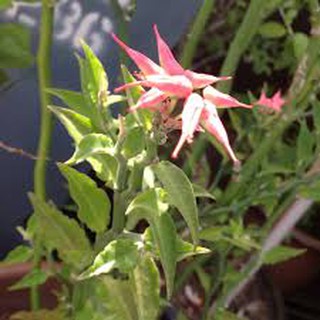 Live Plant Little Bird Flower 小鸟花 Emerald Bird Cactus 翠雀珊瑚 Euphorbiaceae Shopee Malaysia