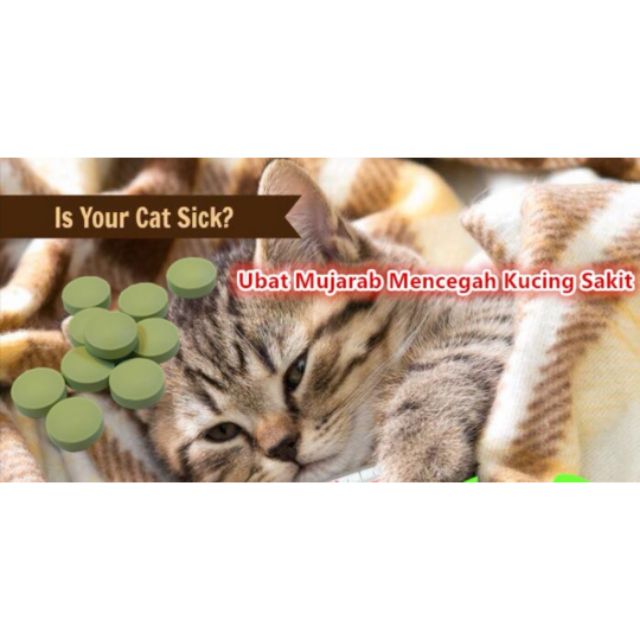 Sakit demam Selsema kucing, Cat cough flu pills  Shopee 
