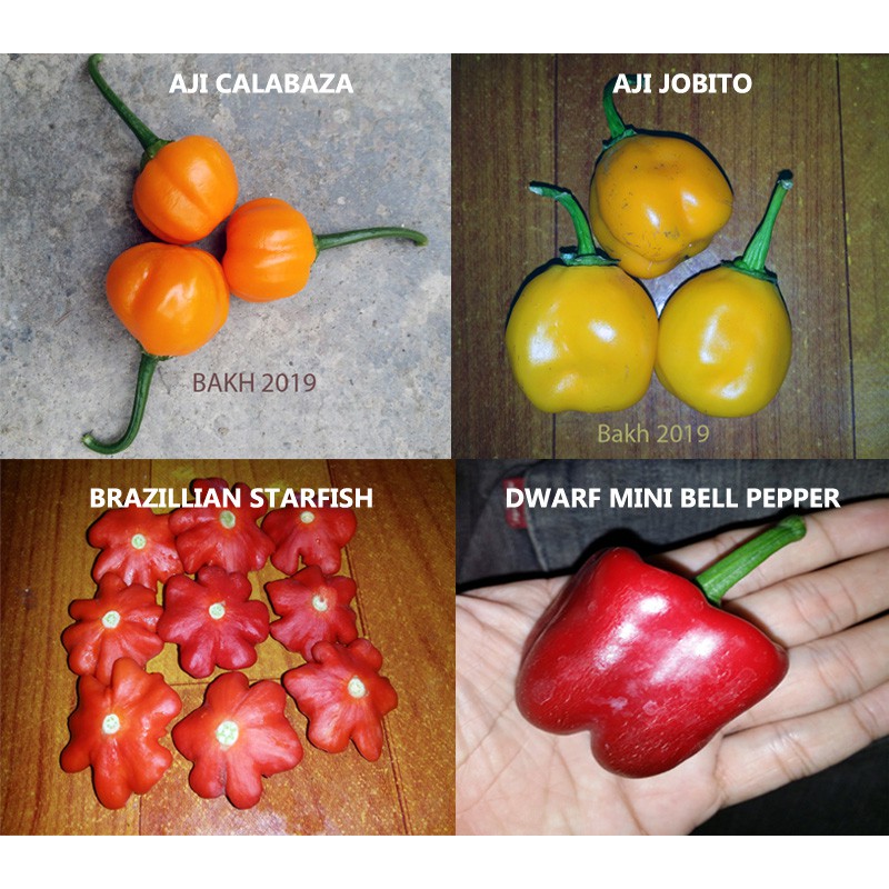 4 Jenis Cili Supersweet 12 Biji Benih Shopee Malaysia