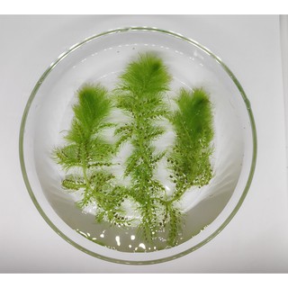 Utricularia Aurea | Rumpai Ekor Kucing | Rumpai Ekor Kuning | Aquatic