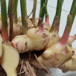 Buy Halia Jeruk Madu Kelulut Jeruk Halia 120gm Halia Bentong Halia Bara Seetracker Malaysia