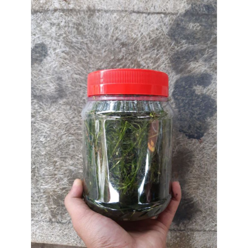 CLEAR STOCK*!! Rumpai Hydrilla/ Rumpai Ekor Kucing  Shopee Malaysia