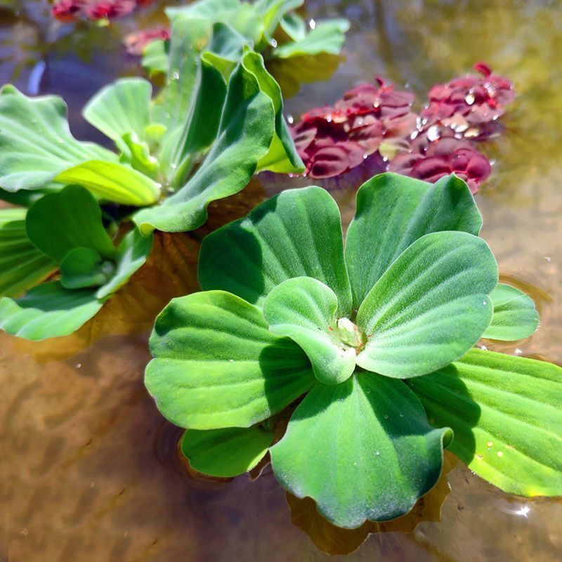 联系客服改价fish Tank浮萍水草活体植物一叶莲鱼缸水草肚兜萍除no3净化水质浮草槐叶萍 Shopee Malaysia