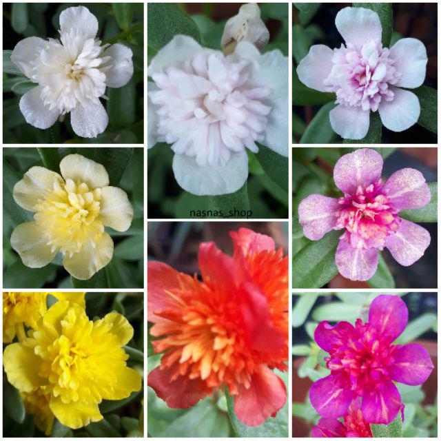 100 Keratan Ros Jepun Rose Jepun Rj Bunga Pukul 10 Jenis Carnation Tiara Jambul Selapis Mix Warna Shopee Malaysia