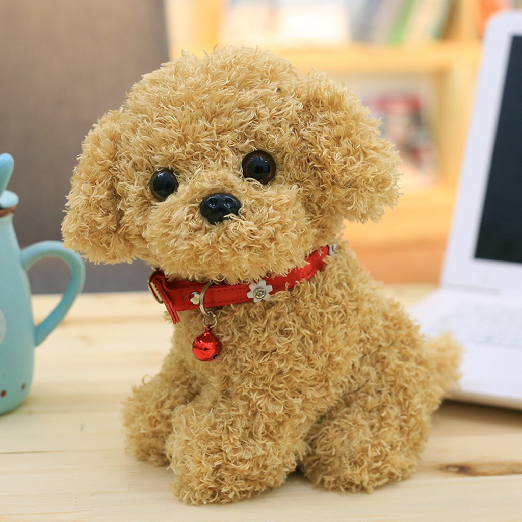 cute teddy dogs