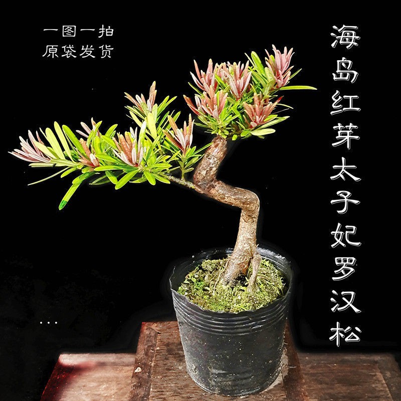 Podocarpus海岛红芽小叶太子妃罗汉松盆景素材四季盆栽植物净化空气庭院阳台
