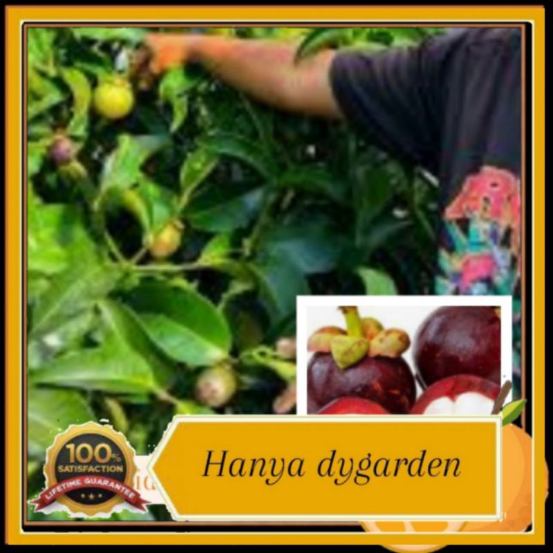 manggis pokok rendah | Shopee Malaysia