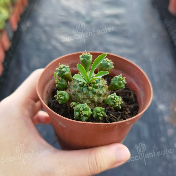 Buy Euphorbia Bupleurifolia X Susannae Succulent 峨眉山多肉 8cm Pot Seetracker Malaysia