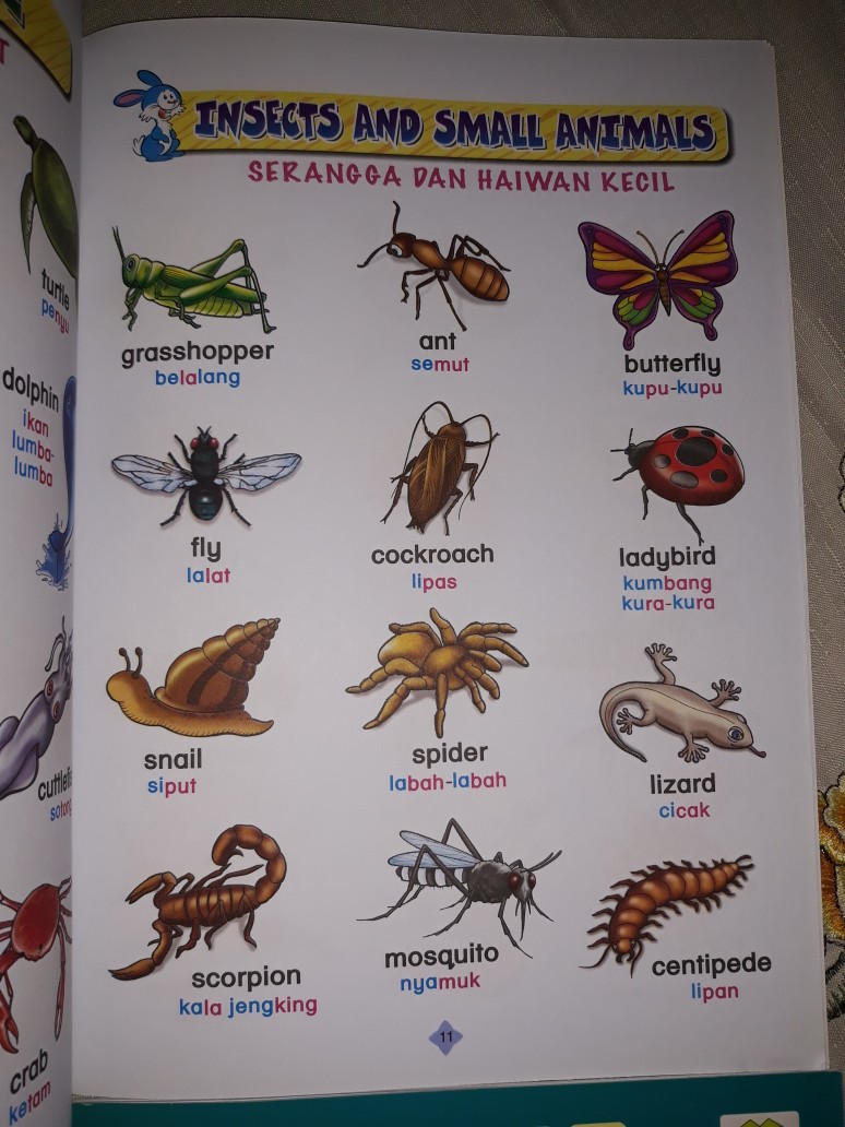 Lipas dalam bahasa arab