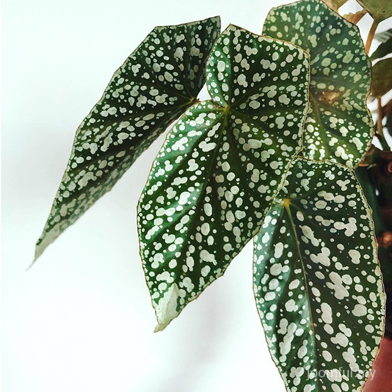 Durable Quality Uncover Botanical Elegance: Begonia Keladi Snow Capped Bonsai Perfect Your Garden! Purpose