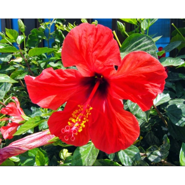 Siram Pokok Bunga Raya Merah